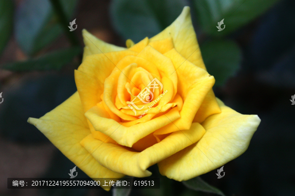 黃色月季花