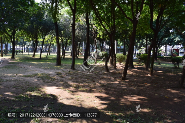 樹林深處陽光透入