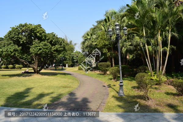 公園園林景觀熱帶植物