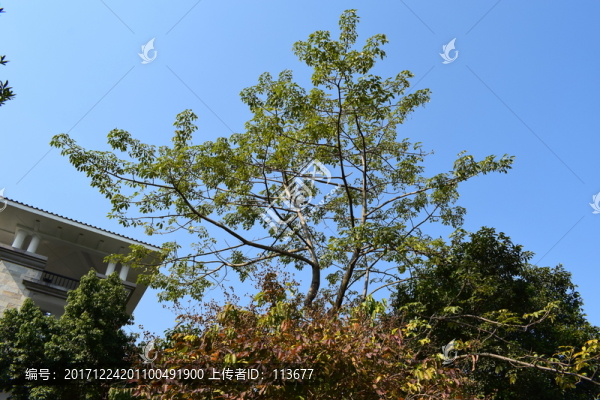 伸出樹叢的樹枝