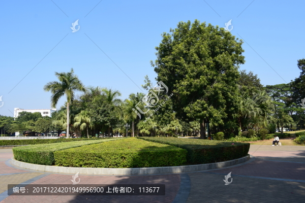 公園圓盤(pán)綠化園林景觀圖片棕櫚樹(shù)