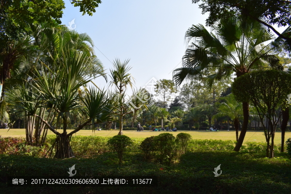 園林景觀綠化草皮草地供游客休息