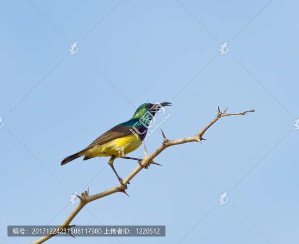鳥