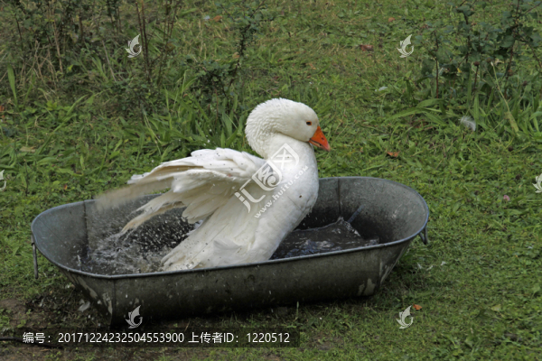 在浴缸里沐浴的同時，