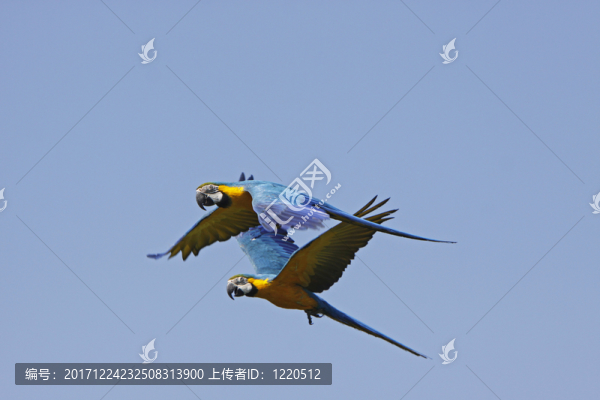 鳥