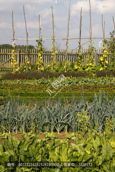 菜園