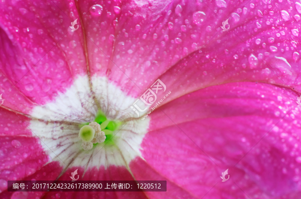 葉子