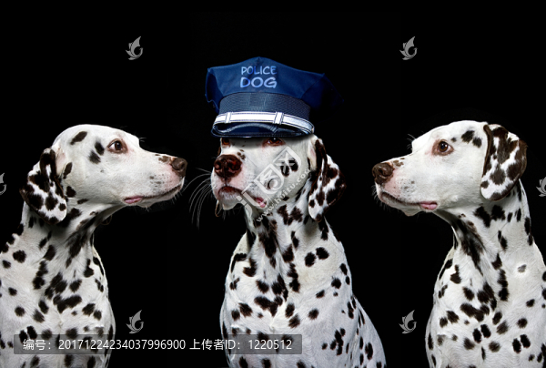 警犬