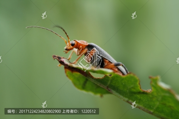 在被弄碎的葉子的共同的軟的甲蟲(chóng)