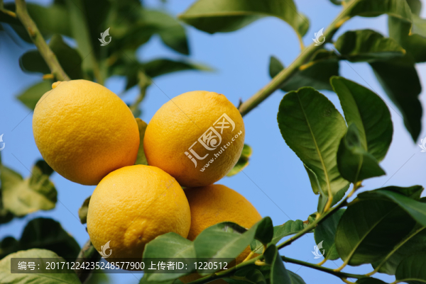 檸檬樹(shù)