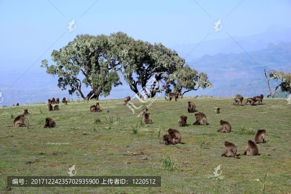 動物