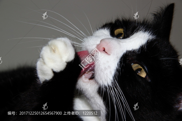 動(dòng)物