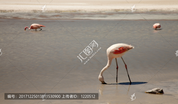 鳥