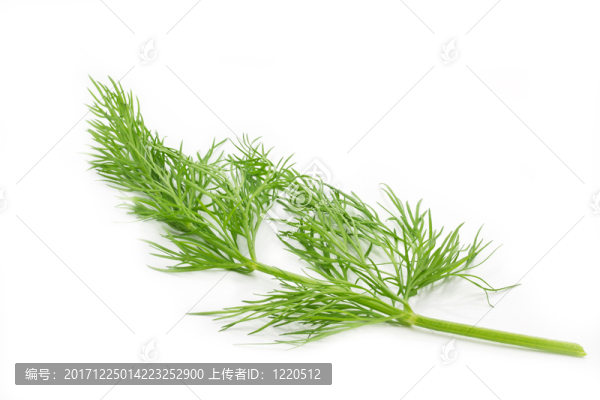 在白色背景的蒔蘿