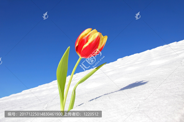 郁金香在雪地里