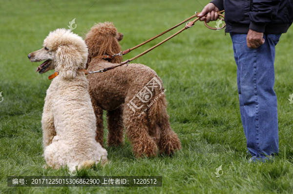 兩只皇家貴賓犬