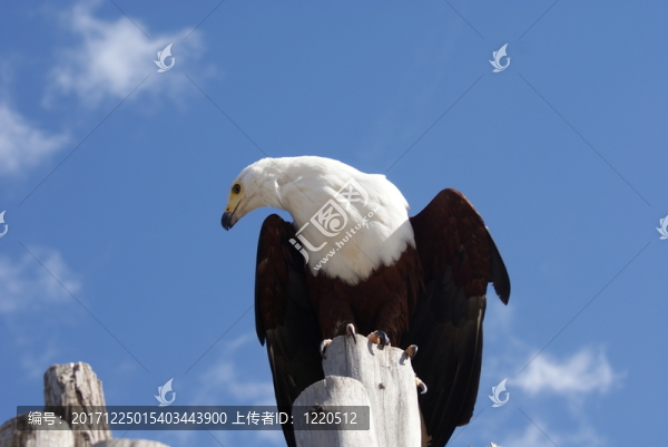 動物