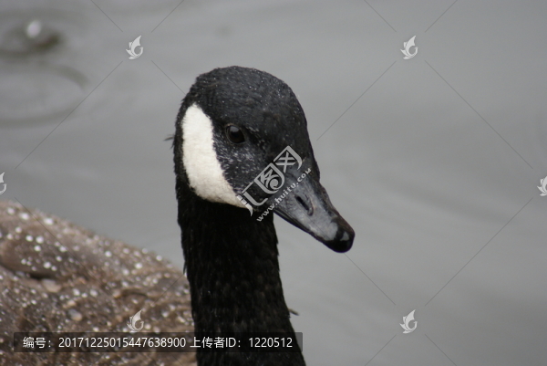 動(dòng)物