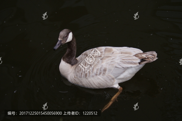 動(dòng)物