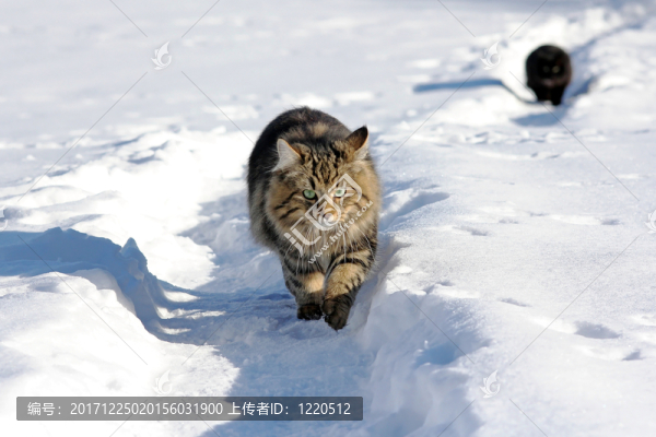 通過(guò)積雪追蹤