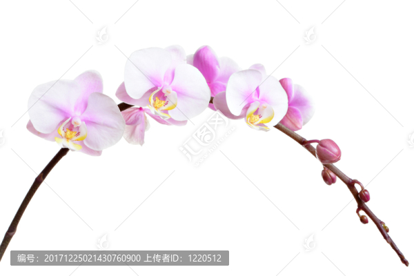 緊密的