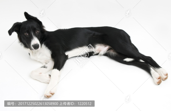 隔離的