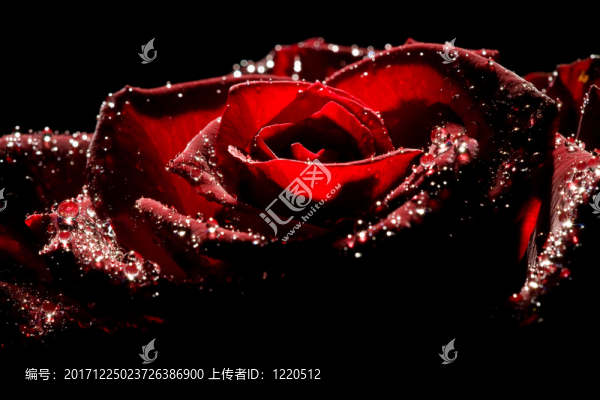 紅玫瑰