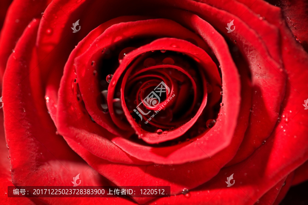 紅玫瑰