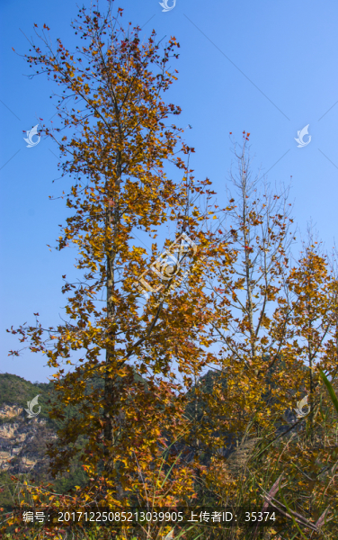 楓樹