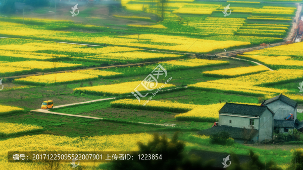 油菜花田園