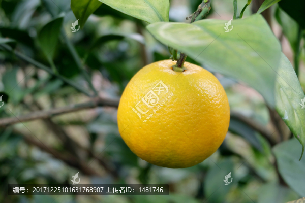 紅江橙