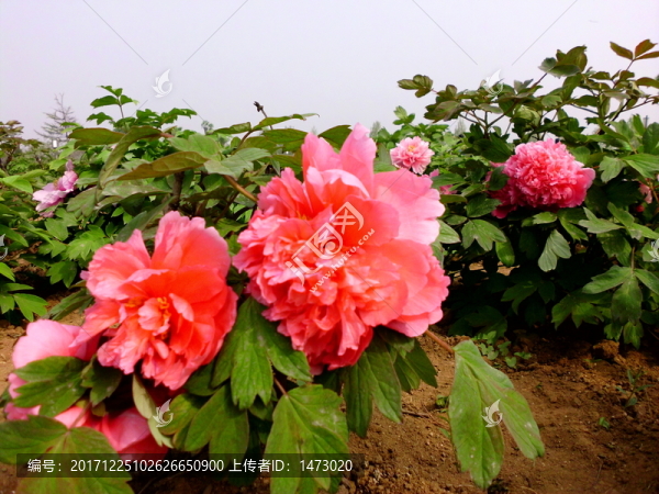牡丹花