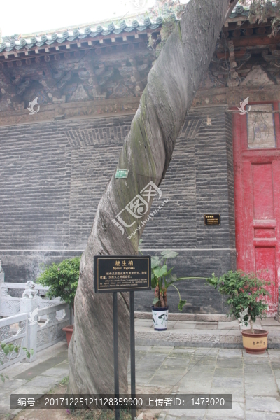 古樹(shù)