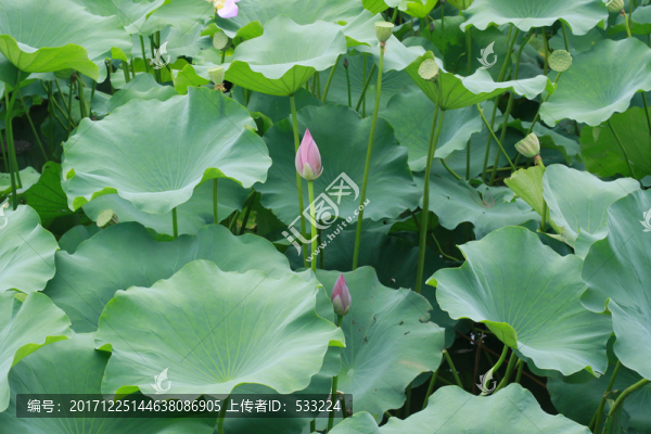 荷葉9