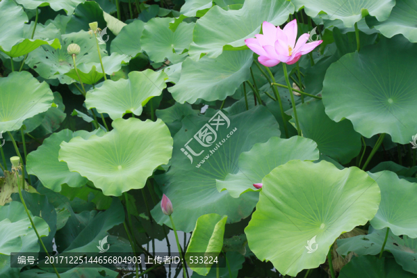 荷葉10