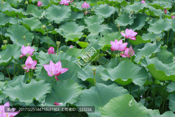 荷葉11