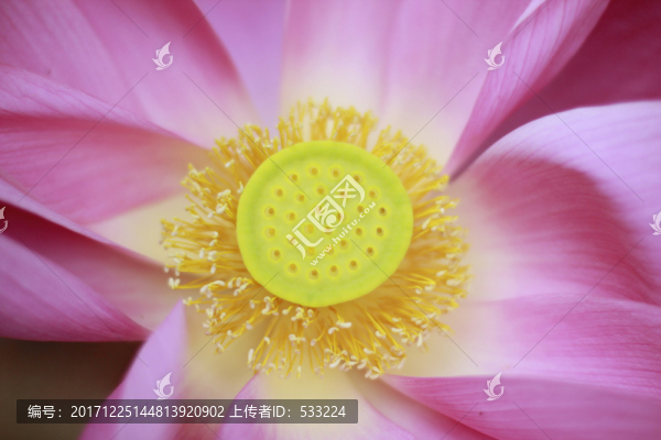 荷葉14