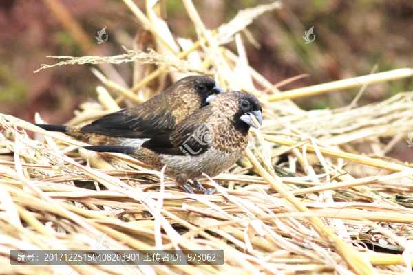 白腰文鳥覓食