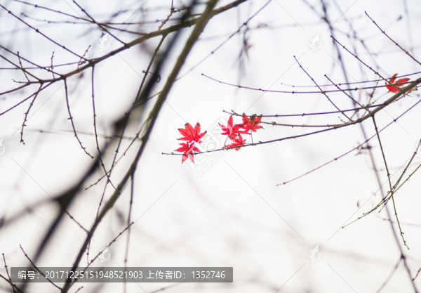 紅楓葉