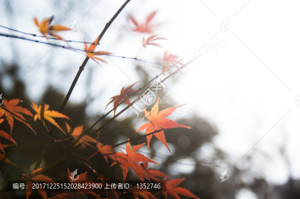 楓葉
