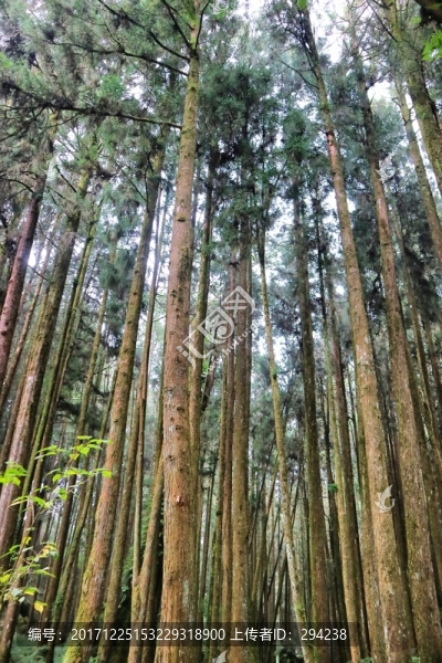 阿里山