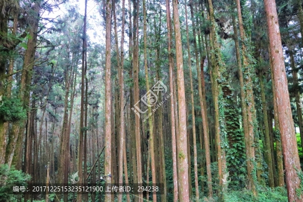 阿里山