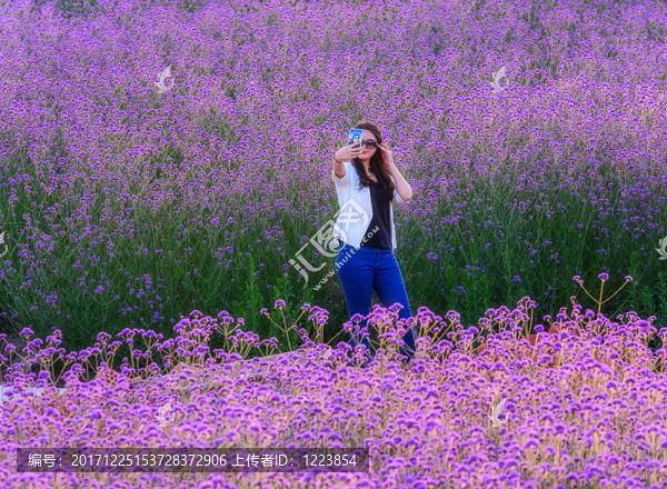 薰衣草,自拍的美女