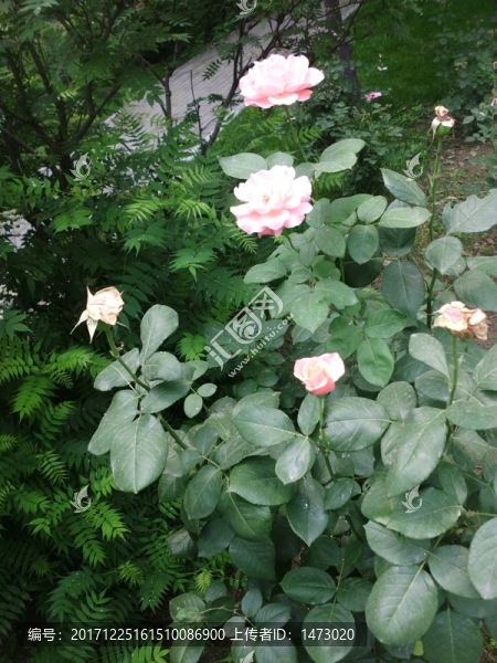 月季花