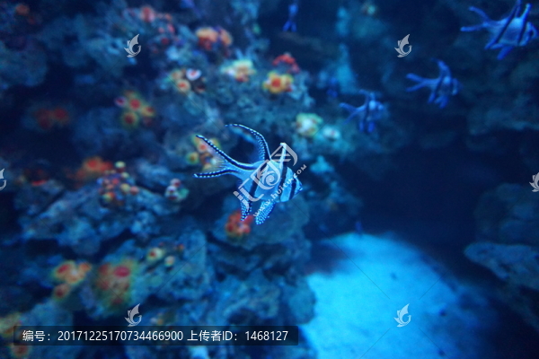 海洋生物