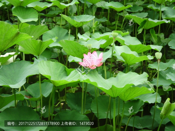 荷花