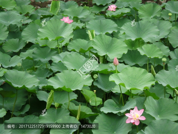 荷花