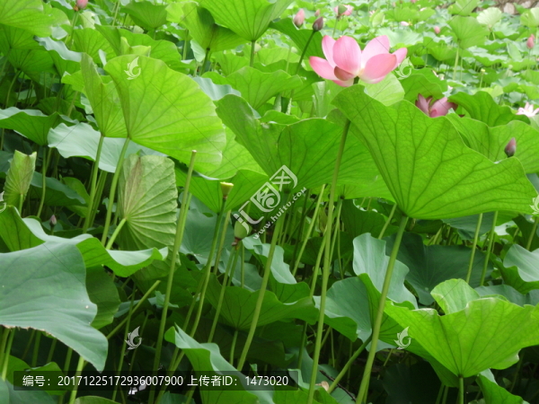 荷花