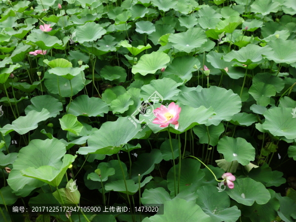 荷花