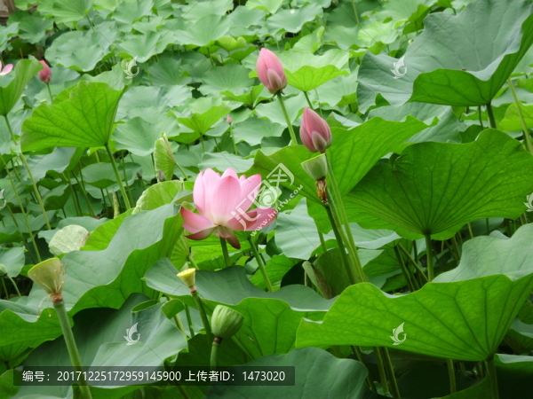 荷花